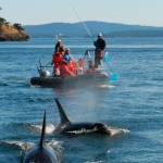 This Sept. 2008 photo provided by the Center for Whale Research taken near Washington states San Juan Islands shows scientists looking for clues about the diet of the Pacific Northwests endangered orcas using a pool skimmer to collect the scales or other remains of salmon the whales had eaten. A long-term study published Wednesday, March 3, 2021, reaffirmed the importance of Chinook salmon to the whales even when they cruise the outer Pacific Coast, where the fish are harder to find. (Ken Balcomb / Center for Whale Research)
