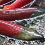 Spawning sockeye salmon in Bristol Bay. (Courtesy Photo / MC Martin)