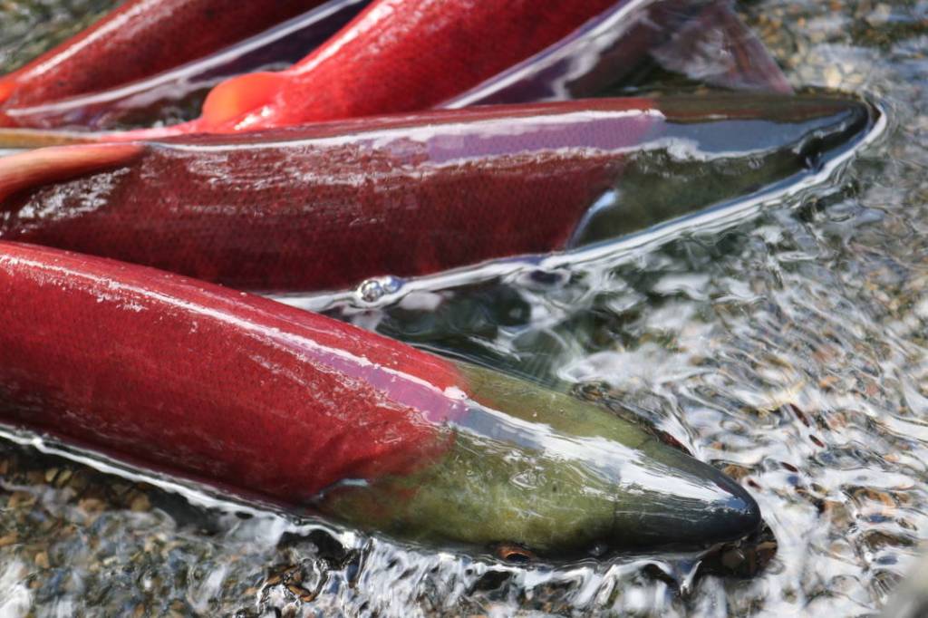 Spawning sockeye salmon in Bristol Bay. (Courtesy Photo / MC Martin)
