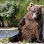 A brown bear near Bristol Bay. (Courtesy Photo / Erin Ranney)