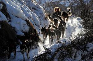 Rick Casillo comes over the last drop as he comes down the Happy River Steps heading to Puntilla Lake, Alaska, during the 2014 Iditarod Trail Sled Dog Race. The worlds most famous sled dog race starts Sunday, March 7, 2021, without its defending champion in a contest that will be as much dominated by unknowns and changes because of the pandemic as mushers are by the Alaska terrain. (Bob Hallinen / Anchorage Daily News)