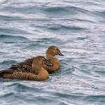 This photo shows female king eiders. The rare-for-the-area ducks were recently spotted at Point Louisa. (Courtesy Photo / Kerry Howard)