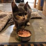Courtesy Photo / Ashlyn Harper 
Spot, a kitten who escaped on an Alaska Marine Highway ferry bound from Washington to Haines, took a solo adventure in Juneau but was returned to her family in Haines by a thoughtful Juneau resident on March 9, 2021.