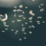 Dandelion fluff is among the way plants have invented to distribute seeds. However, other seed plants bribe animals into dispersing seeds with a food reward. (Saad Chaudhry / Unsplash)