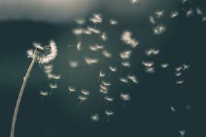 Dandelion fluff is among the way plants have invented to distribute seeds. However, other seed plants bribe animals into dispersing seeds with a food reward. (Saad Chaudhry / Unsplash)