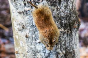 A northern red-backed vole climbing down a tree. (Courtesy Photo / Todd Paris, UAF)