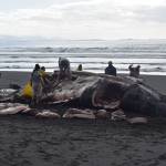 Volunteers with the Alaska Marine Mammal Stranding Network take samples from a beached humpback whale on Kuzof Island on Thursday, March 18, 2021. (Courtesy Photo / Alaska Marine Mammal Stranding Network)