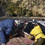 Volunteers with the Alaska Marine Mammal Stranding Network perform a necropsy on a beached humpback whale on Kuzof Island on Thursday, March 18, 2021. (Courtesy photo / Alaska Marine Mammal Stranding Network)