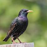 European starlings are among the birds that add fresh, green-leafy, nonstructural material to theirs nests. In general, the added greenery is from species that have aromatic leaves, rich in volatile compounds; these plants are a highly non-random, carefully selected portion of the plants available in the nesting habitat. (Mick Thompson / Flickr)