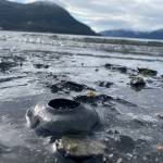 This photo shows a moon snail nest at Institute Beach in Wrangell. (Vivian Faith Prescott / For the Capital City Weekly)