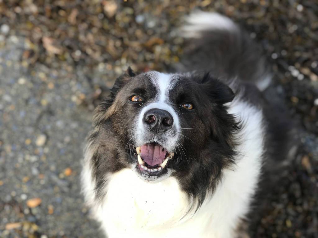 Kéet barks for the stick, Institute Beach, Wrangell Alaska (Courtesy Photo / Howie Martindale)