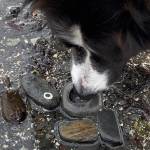 Kéet inspects a moon snail nest on Institute Beach in Wrangell. (Vivian Faith Prescott / For the Capital City Weekly)