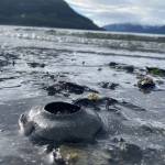 This photo shows a moon snail nest at Institute Beach in Wrangell. (Vivian Faith Prescott / For the Capital City Weekly)