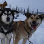 Sled dogs  these two from the team of Cassidy Meyer  seem to only need snow trails and food to keep moving. (Courtesy Photo / Ned Rozell)