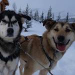 Sled dogs  these two from the team of Cassidy Meyer  seem to only need snow trails and food to keep moving. (Courtesy Photo / Ned Rozell)