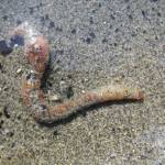 A lugworm (Abarenicola pacifica) lies on sand, partially covered with sand grains. (Courtesy Photo / Aaron Baldwin)