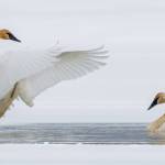 Trumpeter swans also appeared in a small patch of open water on Mendenhall Lake, a few days after equinox. (Courtesy Photo / Kerry Howard)