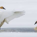 Trumpeter swans also appeared in a small patch of open water on Mendenhall Lake, a few days after equinox. (Courtesy Photo / Kerry Howard)