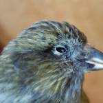 The beak of a female white-winged crossbill. This one died when it flew into a window. (Courtesy Photo / Ned Rozell)