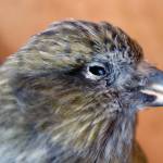 The beak of a female white-winged crossbill. This one died when it flew into a window. (Courtesy Photo / Ned Rozell)