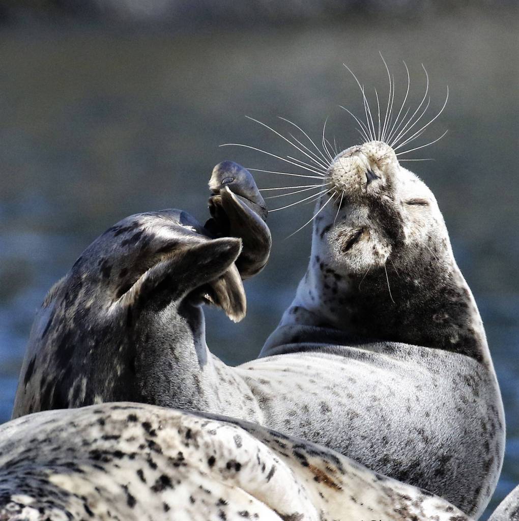 A seal looks upward during a sunny day in late March. (Courtesy Photo / Linda Shaw)