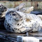Seals enjoying the sun on Sunday, March 28. (Courtesy Photo / Linda Shaw)