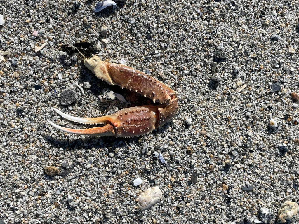 Was this crab, or unlucky? asks Deana Barajas. I didnt see the rest of its body nearby, so its possible it got away. The photo was taken April 17 at Boy Scout Beach. (Courtesy Photo / Deana Barajas)