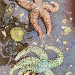 Sea stars and clams share a spot on a north Douglas beach at low tide on March 31. (Courtesy Photo / Denise Carroll)