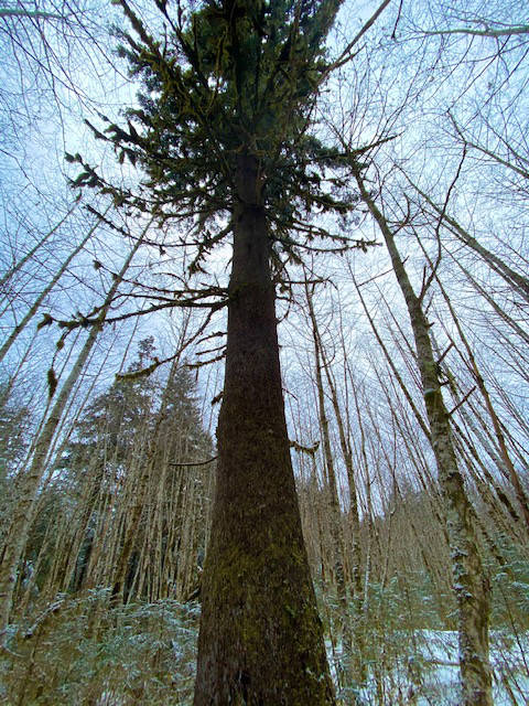 A very tall Sitka spruce towers among slender saplings in Switzer Creek meadow on April 11. (Courtesy Photo / Denise Carroll)