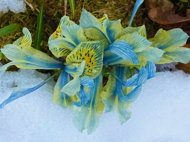 Some hardy flowers bloom downtown despite the snowy weather as seen on April 11. (Courtesy Photo / Denise Carroll)