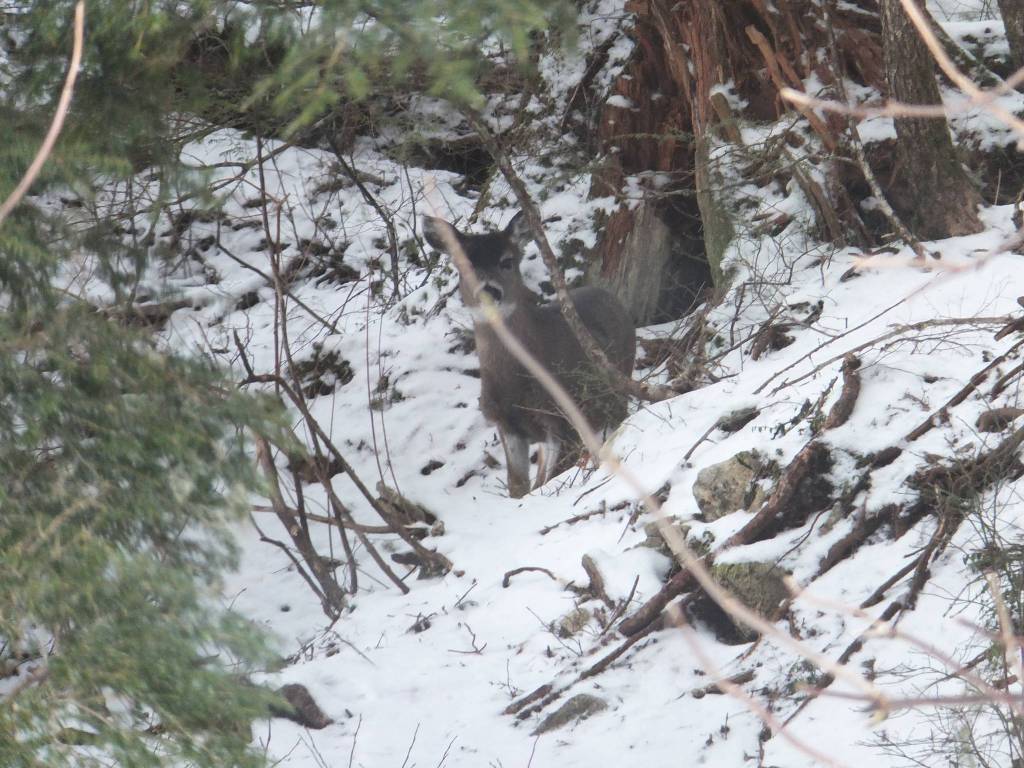 A deer peeks through some trees in a Juneau yard the week of April 11. (Courtesy Photo / Gary Miller)