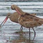 A marbled godwit has winkled a lugworm out of its burrow in the sediments. (Courtesy Photo / Bob Armstrong)