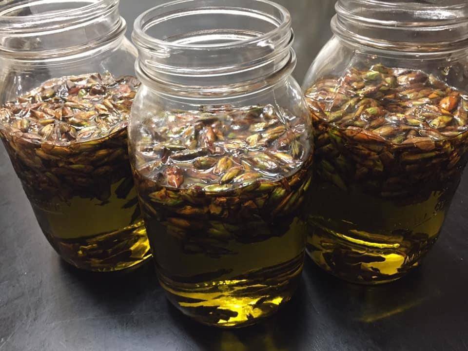 Jars hold cottonwood oil. Dont fill your jar all the way to the top with buds and oil, or whatever liquid youre using, or the jar will overflow as the resin from the buds infuses with the oil. (Courtesy Photo / Vivian Mork Yéilk)