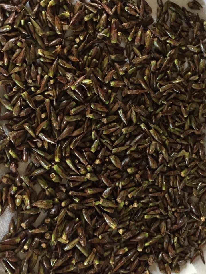 Despite being difficult to harvest, cottonwood buds, like the ones shown in this photo, do make great medicine. (Courtesy Photo / Vivian Mork Yéilk)