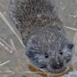 Voles have short ears and small eyes, and shorter tails than mice do. This vole was caught by an incoming high tide and had to swim for safety. (Courtesy Photo / Bob Armstrong)