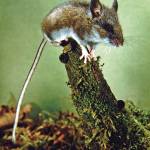 A deer mouse, with big ears and big eyes, has a long tail for balance when jumping on its long hind legs. (Courtesy Photo / Bob Armstrong)