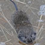 Voles have short ears and small eyes, and shorter tails than mice do. This vole was caught by an incoming high tide and had to swim for safety. (Courtesy Photo / Bob Armstrong)
