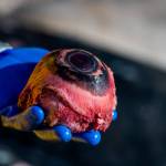 The eye of a whale can illuminate information about the animals age through examination of the lens, and histology with the fluid. Unfortunately, its often the first part to go, pecked out by birds. In this instance, however; volunteers were lucky and the whales (Courtesy Photo / Bethany Sonsini Goodrich and Lione Clare, operating under NOAA Stranding Agreement MMHSRP #18786-04)