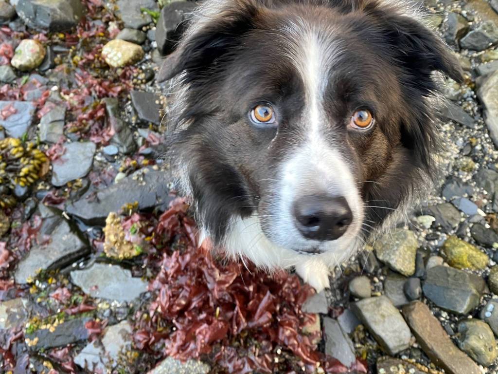 Kéet, the border collie, helps gather seaweed in Wrangell. (Vivian Faith Prescott / For the Capital City Weekly)