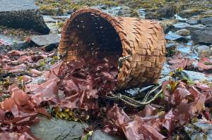 A red cedar basket fills with red seaweed in Wrangell. (Vivian Faith Prescott / For the Capital City Weekly)