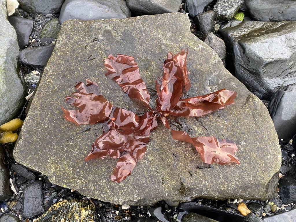 Red seaweed fronds sit arranged on a rock in Wrangell. Below, Red seaweed is chopped fresh for use in recipes. It is versatile can be used in spring rolls, in stir fry, with fish recipes, soups, potato and rice dishes, casseroles and in egg and vegetable dishes.