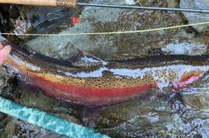 This photo shows the author's first steelhead of the spring. It was the perfect shot and the perfect start for the long-awaited spring.  (Jeff Lund / For the Juneau Empire)