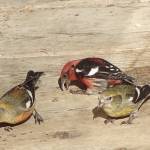 Courtesy Photo / Ned Rozell 
White-winged crossbills probe cracks in a cabin porch.