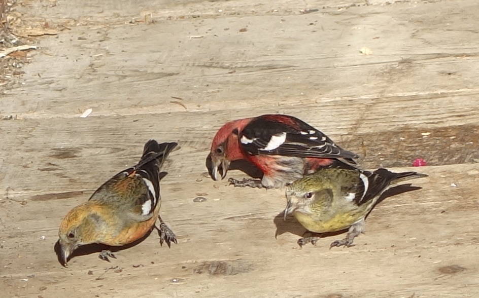 Courtesy Photo / Ned Rozell 
White-winged crossbills probe cracks in a cabin porch.