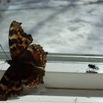 Courtesy Photo / Ned Rozell 
A Compton tortoiseshell butterfly and a housefly just released from dormancy by warm spring air.