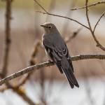 A Townsends solitaire, on its way north, perches while looking for passing insects. (Courtesy Photo / Scott Ranger)