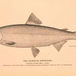 This drawing depicts a Bering cisco, also known as a Lauretta whitefish, created by H.L. Todd in July 1880. (Public Domain Image / The Natural History of Useful Aquatic Animals, NOAA photo library.