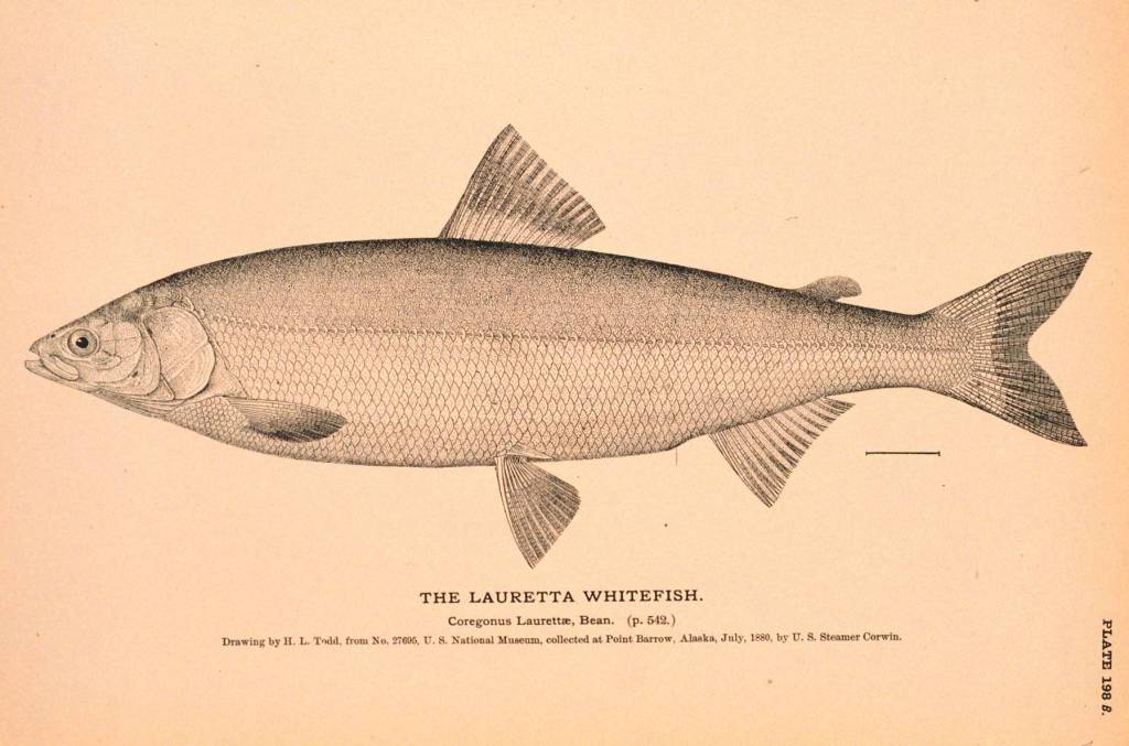 This drawing depicts a Bering cisco, also known as a Lauretta whitefish, created by H.L. Todd in July 1880. (Public Domain Image / The Natural History of Useful Aquatic Animals, NOAA photo library.