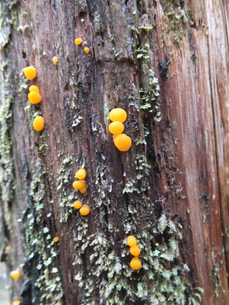 Mushrooms feed on dead wood on May 2 on Admiralty Island. (Courtesy Photo / Gary Miller)