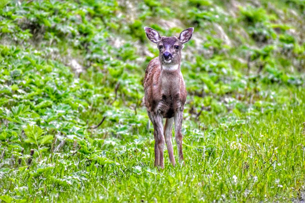 A deer poses for a picture near Breadline Bluff Trail on May 19, 2021. (Courtesy Photo / Virginia Kelly)